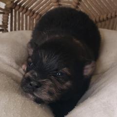 Pomeranians from MattSue Notalapdog