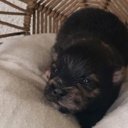 Pomeranians from MattSue Notalapdog