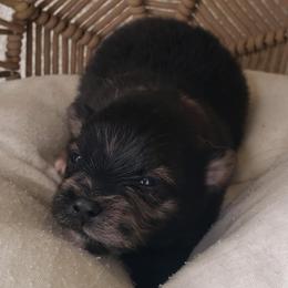 Pomeranians from MattSue Notalapdog