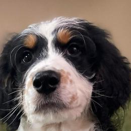 7 - Black tri-color male Aussiedoodle puppy in Tenino, Washington from Silvercreek Aussies and Aussiedoodles