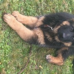German Shepherd Puppies from Sundance Shepherds