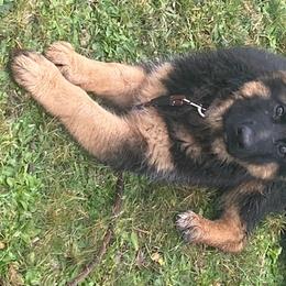 German Shepherd Puppies from Sundance Shepherds