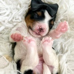 Vegas - Black tan and white male Biewer Terrier puppy in Winslow, Arkansas from Morning Glory Puppies