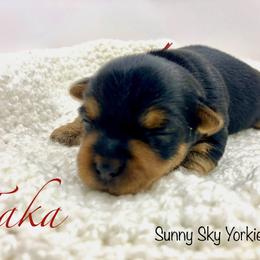 Taka - Black and tan female Yorkshire Terrier puppy in Minnesota from Sunny Sky Yorkies