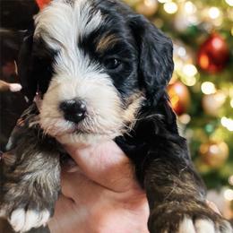 Dancer - Tri-color female Bernedoodle puppy in Saint Francis, Kansas from Land of Oz Doodles