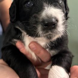 Orange collar - Black phantom male Aussiedoodle puppy in Melrose, Florida from Howdilly Doodley