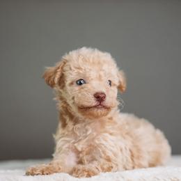 Buzz - Apricot male Schnoodle puppy in Caldwell, Idaho from Boise Doodle Co.