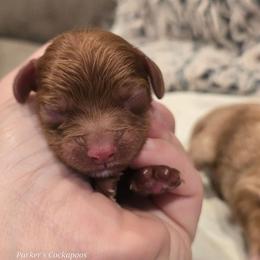 M3 - Red male Cockapoo puppy in Perry, Arkansas from Parker's Cockapoos