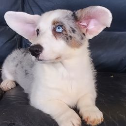 Bentley rare blue  eyes glamour coat - Blue merle and white male Cardigan Welsh Corgi puppy in Huntington Beach, California from Lucky Puppies
