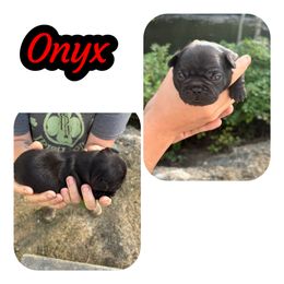 French Bulldogs from Wv Frenchie’s