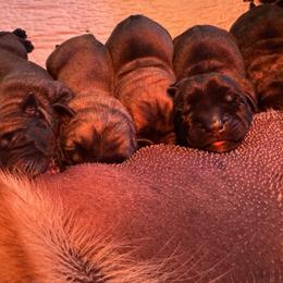 Newborn - Brindle female Mastiff puppy in Carthage, Missouri from Mama’s Mastiffs