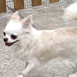 Chihuahuas from Hart's Chihuahua