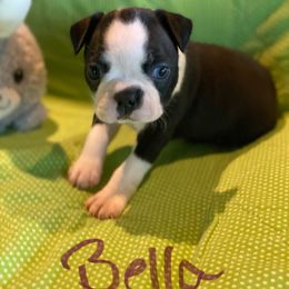 Bella - Black and white female Boston Terrier puppy in Brown City, Michigan from Mae Boston Terriers