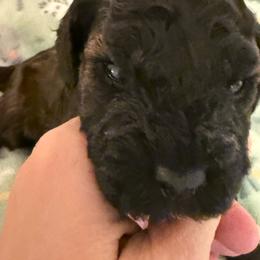 Dean - Sable male Poodle puppy in Azle, Texas from Texas Kissed K9s