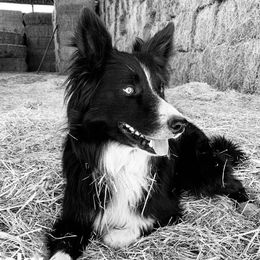 Ricky - Border Collie