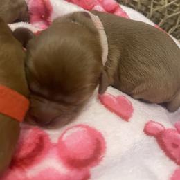Pink - Ruby female Cavalier King Charles Spaniel puppy in London, Arkansas from Frosty’s Cavaliers