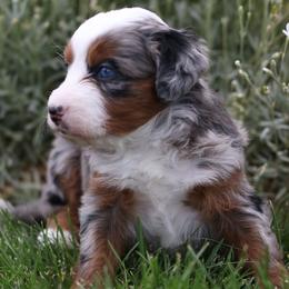 Ash - Merle female Bernedoodle puppy in Payson, Utah from Little Diamond Doodles