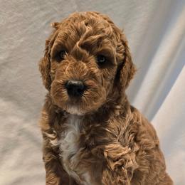 Clover - Red  female Goldendoodle puppy in Seymour, Tennessee from Lollie's Doodles