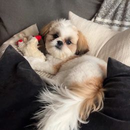 Shih Tzu Puppies from Little Miracles Shih Tzu