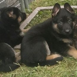 German Shepherd Puppies from New Windsor German shepherds