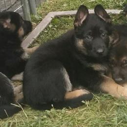 German Shepherd Puppies from New Windsor German shepherds