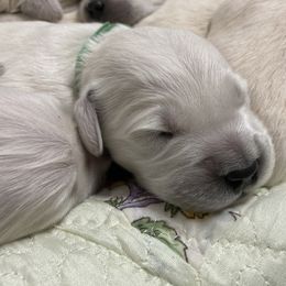 Golden Retriever Puppies from Reel Ridge Goldens