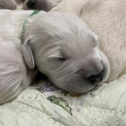 Golden Retriever Puppies from Reel Ridge Goldens