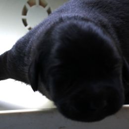 black male - Labrador Retriever puppy in Hilliards, Pennsylvania from Del-Star Kennels