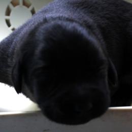 black male - Labrador Retriever puppy in Hilliards, Pennsylvania from Del-Star Kennels