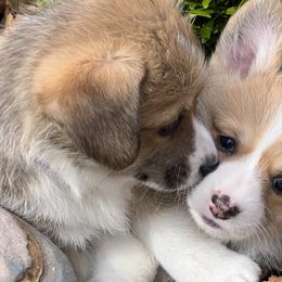 Girl 4 - Pembroke Welsh Corgi puppy in Sparta, New Jersey from CrestCottage Corgis