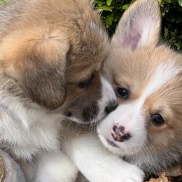 Girl 4 - Pembroke Welsh Corgi puppy in Sparta, New Jersey from CrestCottage Corgis