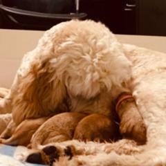 Irish Doodles from Kay's Kustom Doodles