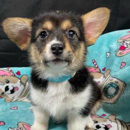 Bunny - Black and tan female Pembroke Welsh Corgi puppy in Barstow, California from Caldwell’s Corgis of Southern California