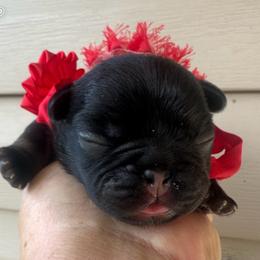 Black and Tan Girl - Black and tan female French Bulldog puppy in Tracys Landing, Maryland from A Cozy Kennel