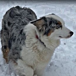 Maggie - Australian Shepherd