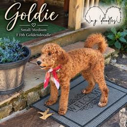 GG - Goldendoodle