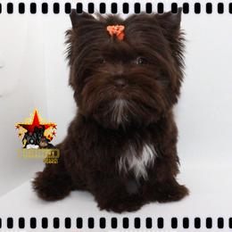 Yorkshire Terrier Puppies from Tinseltown Yorkies