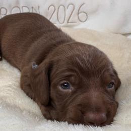 Theo - Chocolate and tan male Dachshund puppy in Wallingford, Kentucky from Hensley Homestead Dachshunds