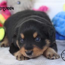 Visqueen - Black tri female Miniature Australian Shepherd puppy in Garden Plain, Kansas from Krazy K Aussies