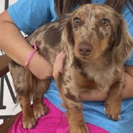Jelly bean - Dachshund