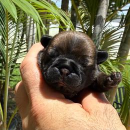 Ember - Fawn female French Bulldog puppy in Largo, Florida from Big Daddy Frenchies