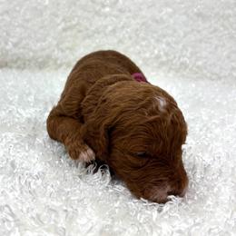 Rose - Red  female Goldendoodle puppy in Casselberry, Florida from My Little Doodle