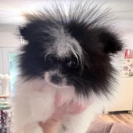 Ricky - Black parti male Pomeranian puppy in East Mountain, Texas from Fairchild Fancy Pomeranians and Coachella Pomeranians