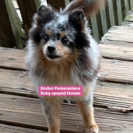Ruby 7 yrs old - Blue merle female Pomeranian puppy in Kentucky from Em&M Pomeranians