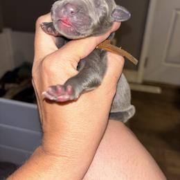 Rolly - Blue male Great Dane puppy in Ash Grove, Missouri from Dashing Danes