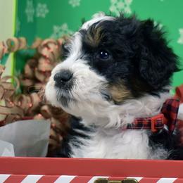 Captain - Tri-color male Bernedoodle puppy in Ogden, Utah from Salty Point Doodles