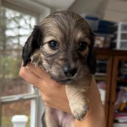 Tiny Shaded Cream boy- 3500 - Cream male Dachshund puppy in North Branch, Michigan from Monarch Miniature Dachshunds