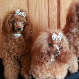 Poodles from My Rue Babies