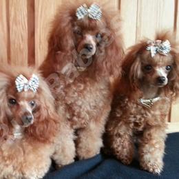 Poodles from My Rue Babies