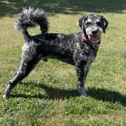 Captain - Goldendoodle